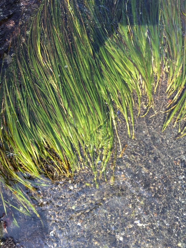 エコ